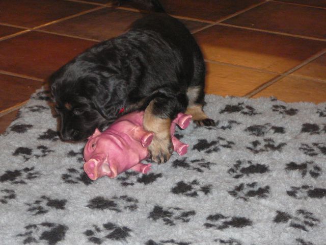 Schweinebraten